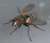 Cyzenis albicans